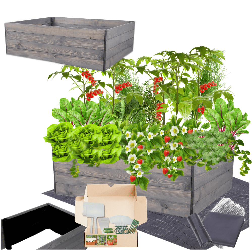 Strat inaltat de gradina - LOTUS H36 - lemn de pin - Rael Garden