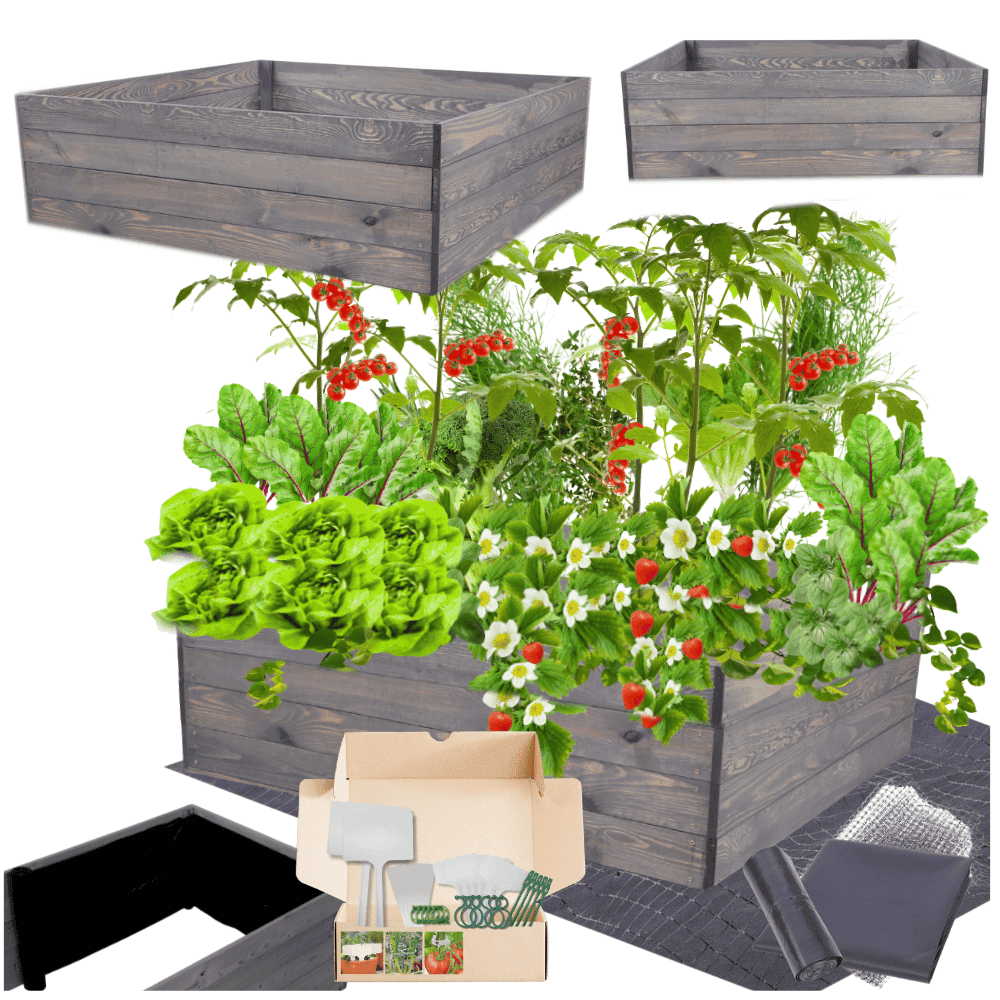 Strat inaltat de gradina - LOTUS H36 - lemn de pin - Rael Garden