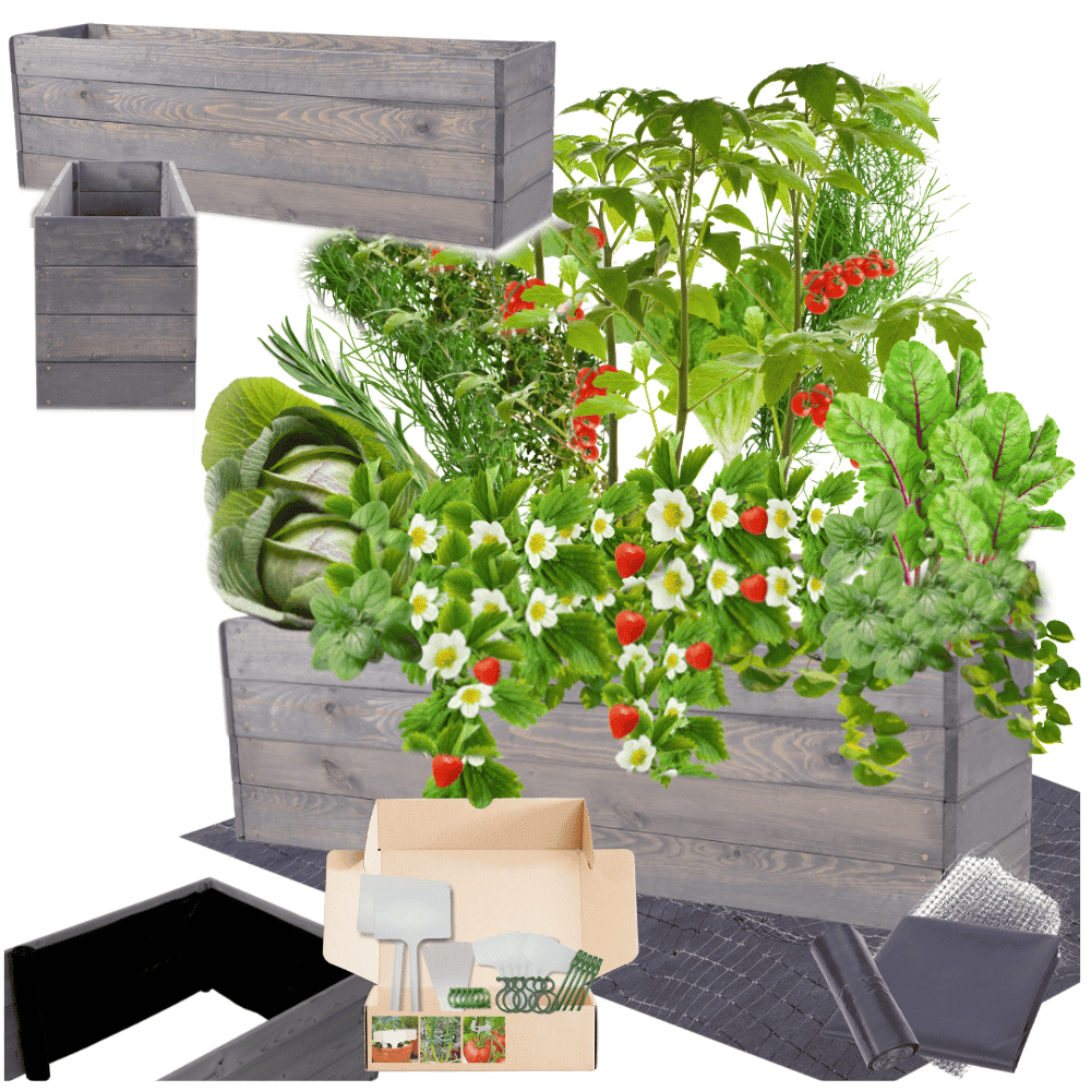 Strat inaltat de gradina - LOTUS H36 - lemn de pin - Rael Garden