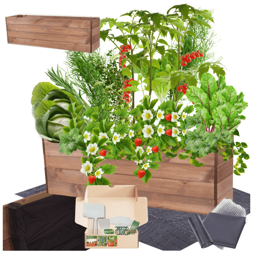 Strat inaltat de gradina - LOTUS H36 - lemn de pin - Rael Garden