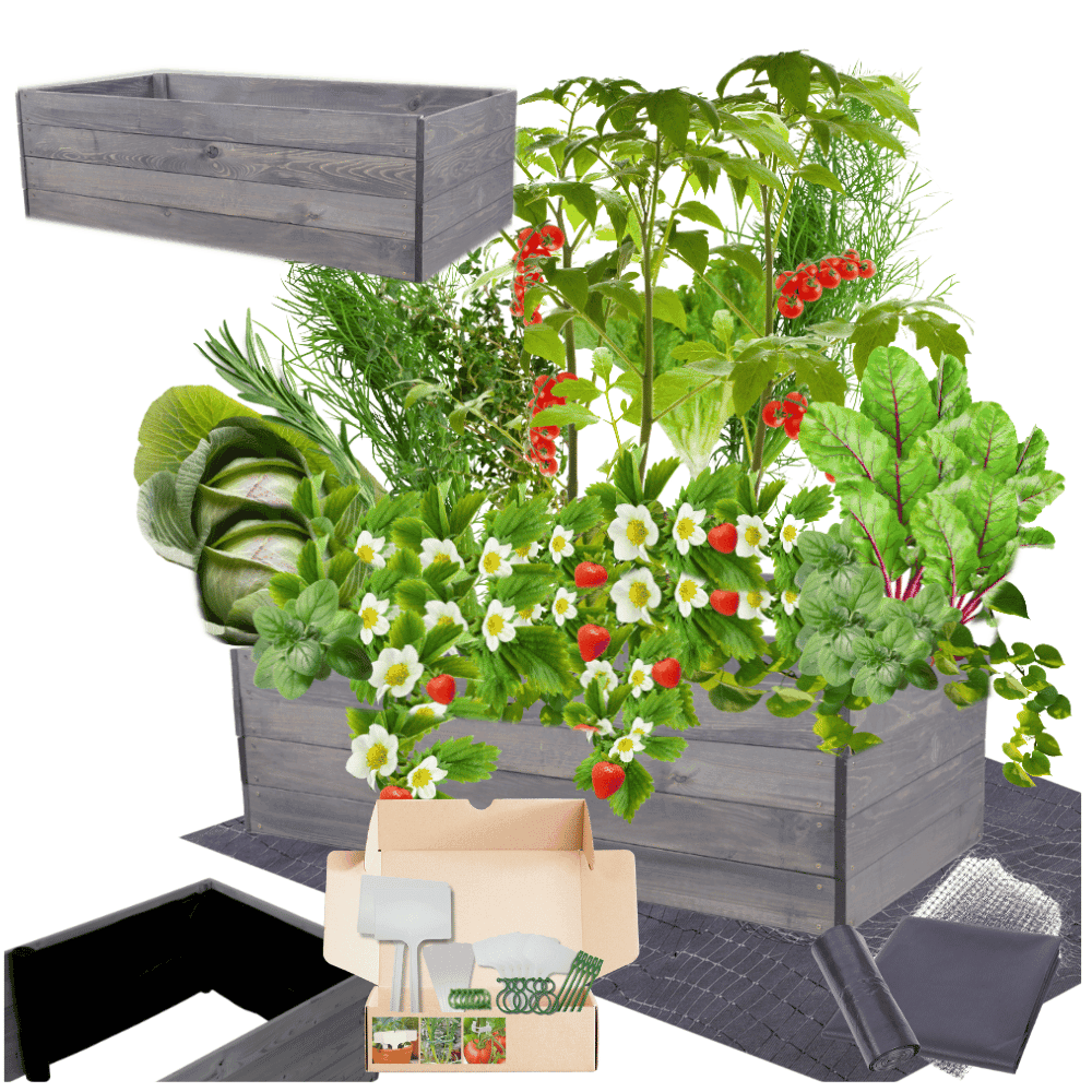 Strat inaltat de gradina - LOTUS H36 - lemn de pin - Rael Garden