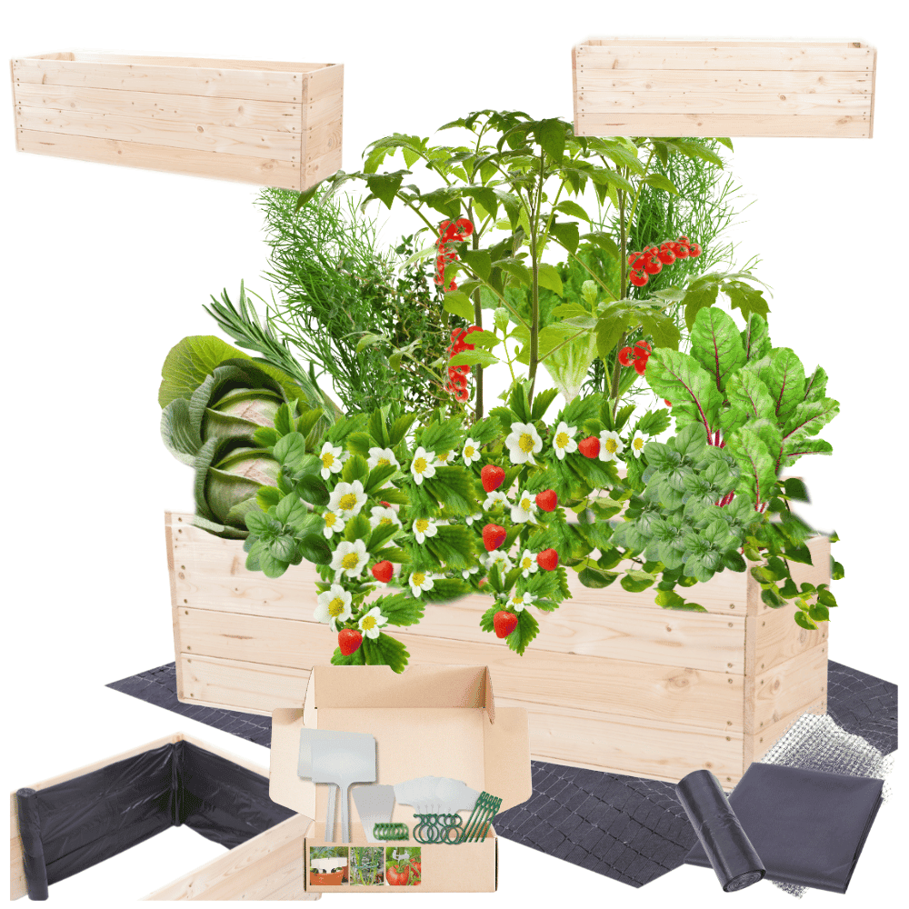 Strat inaltat de gradina - LOTUS H36 - lemn de pin - Rael Garden