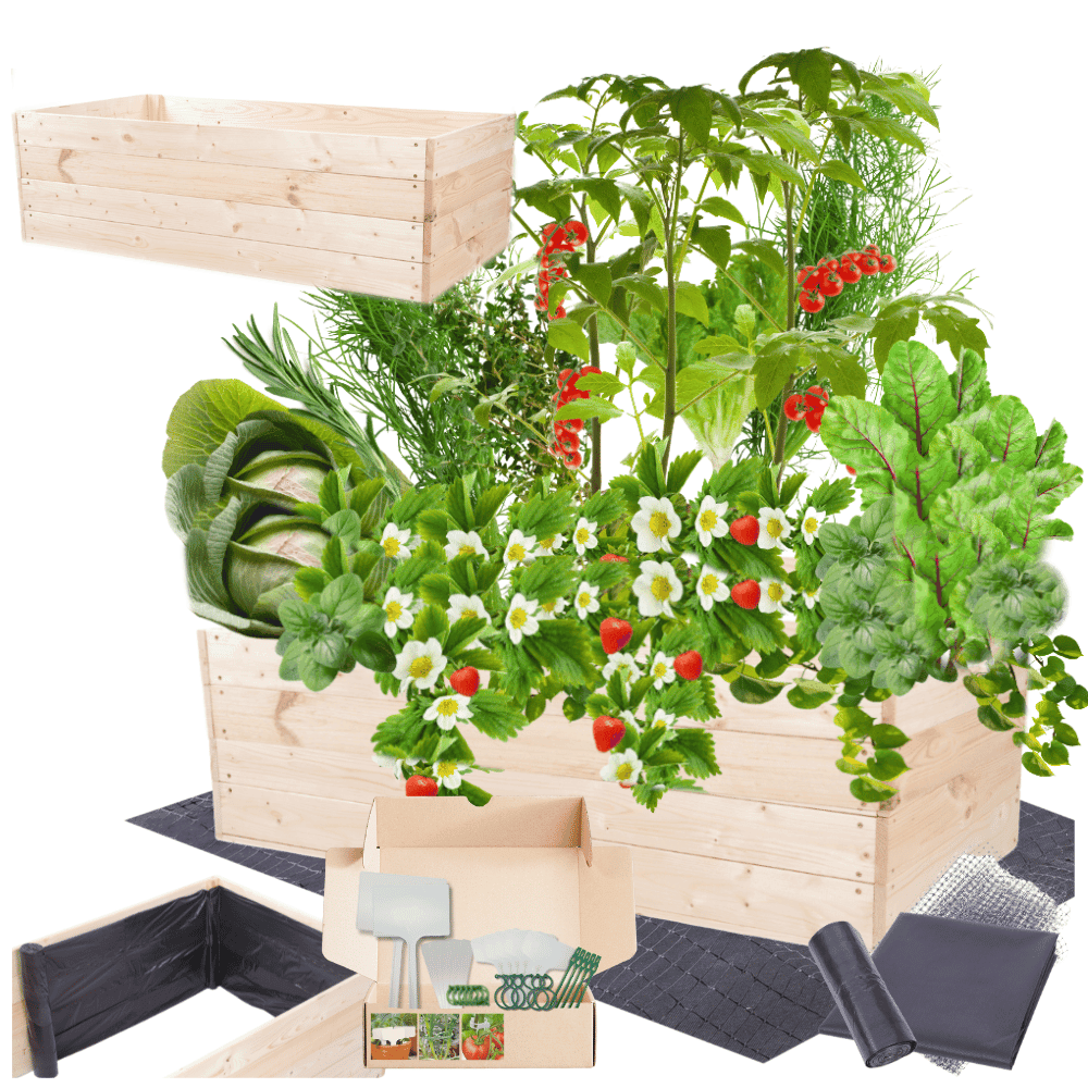 Strat inaltat de gradina - LOTUS H36 - lemn de pin - Rael Garden