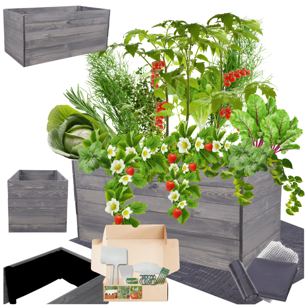 Strat inaltat de gradina - LOTUS H54 - lemn de pin - Rael Garden